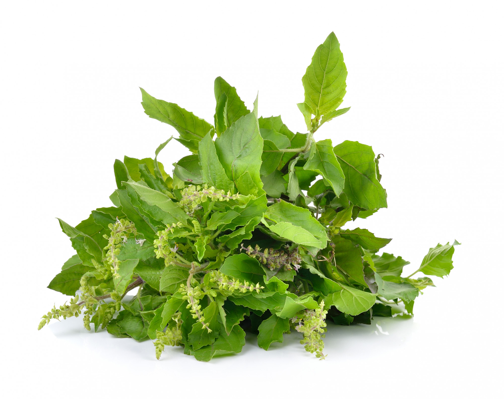 Tulsi