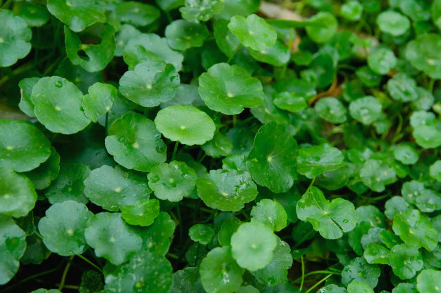 Brahmi Leaves