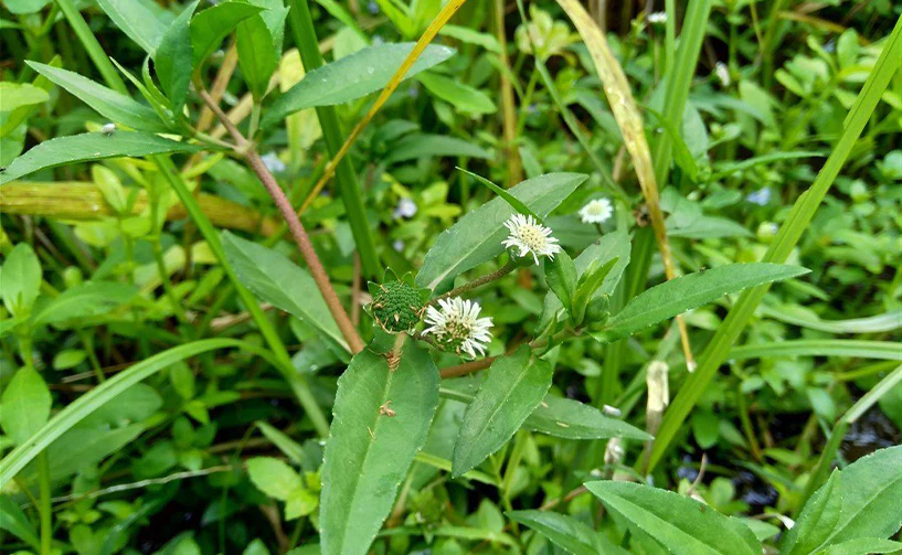 bhringraj